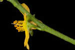 Beaked agrimony